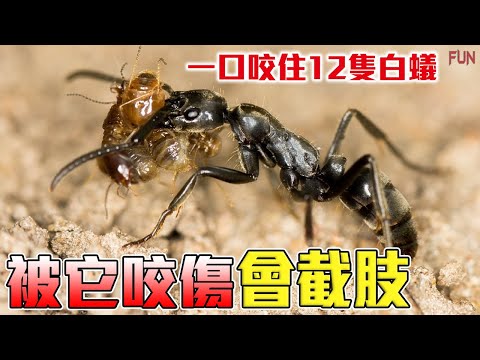 秒殺白蟻軍團，一口咬住12隻白蟻！| 成年人被它咬傷會截肢！小孩子直接致死！| 白蟻最大的夢靨！最大的螞蟻之一！