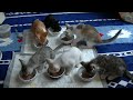 保護猫部屋　お詫び…前回で最後とお伝えしましたが、今回も子猫が全員揃いました。#57