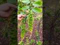||top flowers video #flowers #nature #shorts #shortsfeed #beautifulflowers#garden