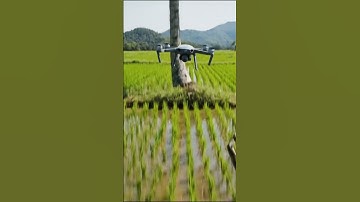 Drone Chaos in the Rice Field Snakes, Frog, and a Sudden Mavic 3 Crash! #dronevideo #drone #shorts