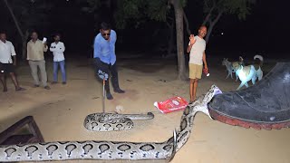 #Indian #Russell's viper snake Rescue contact.7396969617