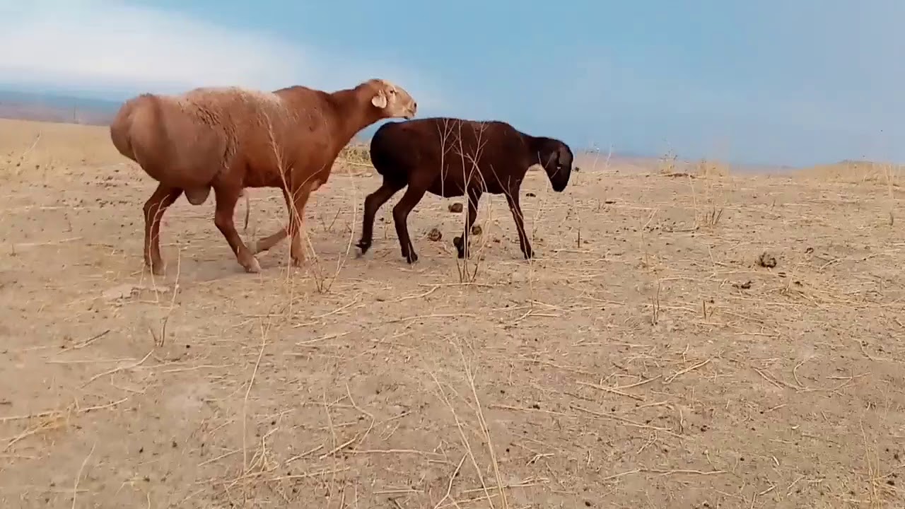 Гиссарски баран. Хисор кучкори.
