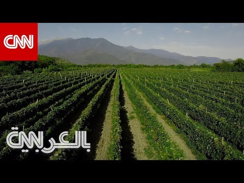 فيديو: اكتشف منطقة النبيذ في جورجيا