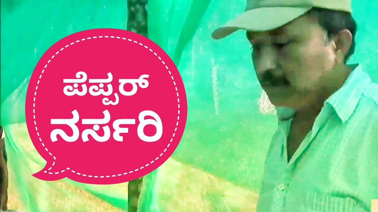 ಪೆಪ್ಪರ್ ನರ್ಸರಿ-Technology of Pepper Nursery