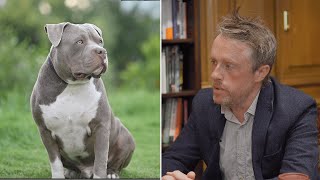 Dog attacks: are American Bullies a violent breed? | SpectatorTV