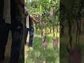 চিয়াংমাই আম