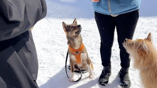 キリッと今年番の集中力を見せたチャートレーナーさんすごすぎる