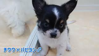 価格の安いMIX（父・チワワ×母・パピヨン）♂ 動画あり