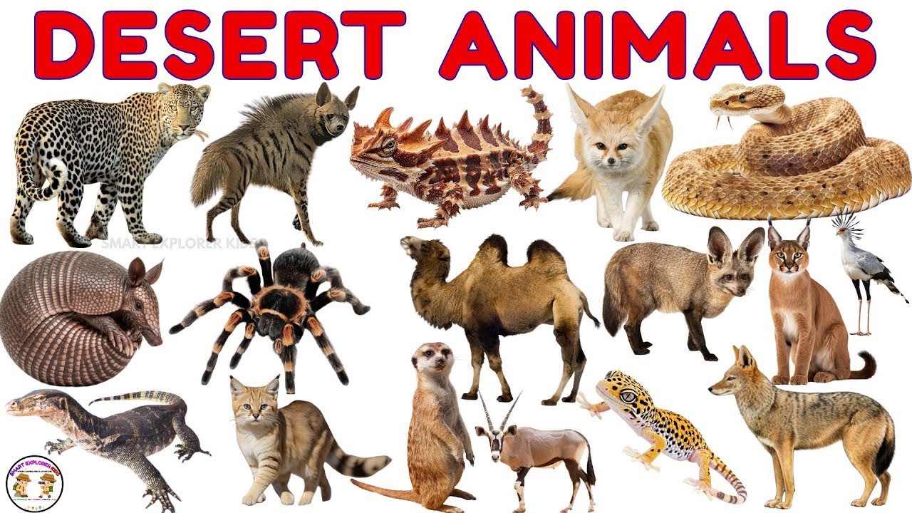 Животные пустыни для детей 🐪 | Изучаем верблюда, ящерицу, змею и других | Обучающее видео для дош...