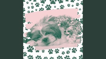 High Class Backdrops for Anxious Puppies