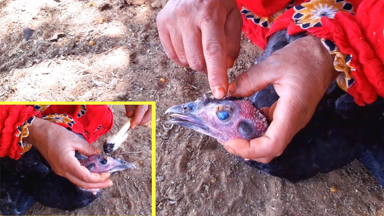 مرض الجدري يهدد القطيع ديالي قاص ليا البيبي (الديك الرومي)🦃 ها طريقة العلاج لي إستخدمة