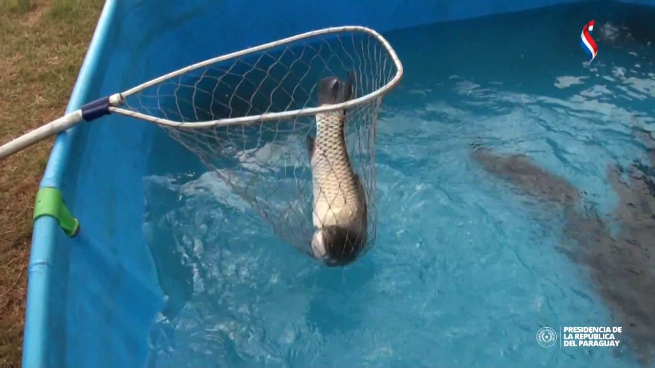 Presidente Cartes inaugura planta frigorífica de piscicultores en Nueva Alborada - YouTube