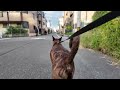 Heartwarming City Walk with My Hound-Like Chinese Rural Dog