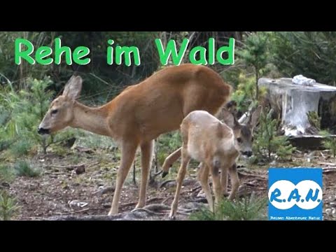 Rehe im Wald - Ein Sommerabend im Revier - R.A.N.-Tierfilm mit der Lumix FZ300