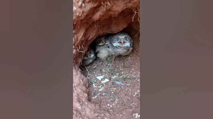 Taking a Peek at Burrowing Owl Chicks || ViralHog - DayDayNews