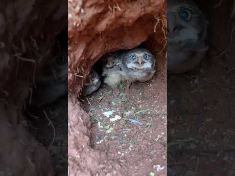 Video: Apakah moonblink pada burung hantu?