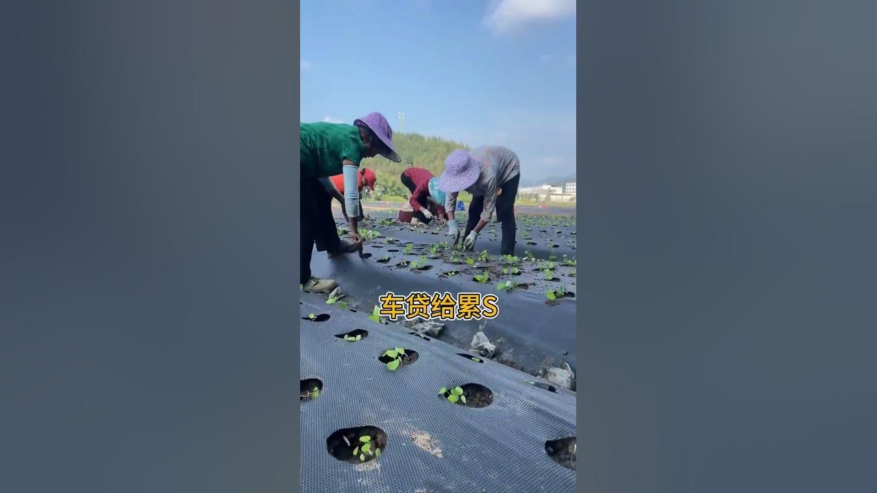 This song sings about my current situation! #Medicinal Material Planting #agricultural #farming This song sings about my current situation! #Medicinal Material Planting #agricultural #farming