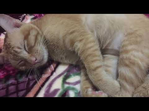 Video: Penyakit Hati Berlemak Pada Kucing