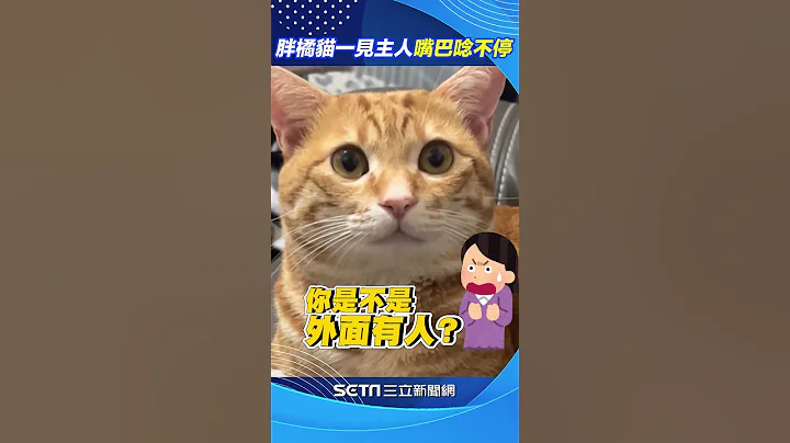 胖橘猫是管家婆!顾门等铲屎官回家 一见主人嘴巴唸不停萌翻网#shorts ｜三立新闻网 SETN.com - 天天要闻