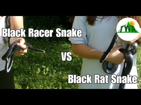블랙 랫 스네이크 vs. 블랙 레이서 스네이크! (차이점이 뭐야?)