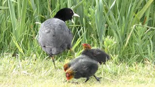 female-coot-defending-her-nest-eggs---then-chicks-from-terrapins