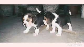 superlative quality of beagle puppies available at jai Guru Ji kennel  9999558041 by Jai Guru ji kennel 40 views 5 years ago 41 seconds