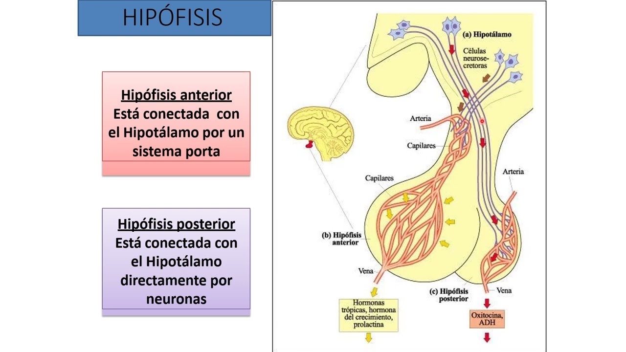 SISTEMA ENDOCRINO 1: GLÁNDULA HIPÓFISIS - YouTube