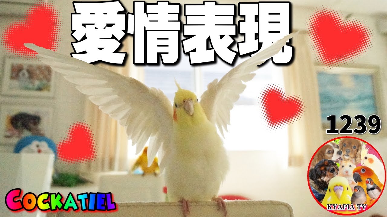 オカメインコの愛情表現はこんなにも優しくて可愛いんです 鳥との暮らし動画 Cute Cockatiel 1239 Litetube