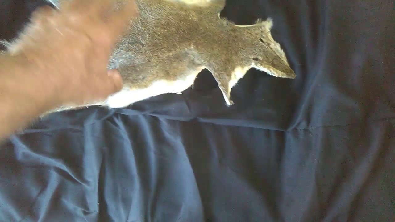 Squirrel hide dried,and egg tanned took about 4 days total YouTube