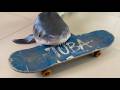 Tuba: O Tubarão de Estimação que Anda de Skate! 🦈🛹