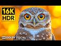 Breathtaking Animals Wildlife 16K HDR 240 Fps Dolby Vision Breathtaking Animals Wildlife 16K HDR 240 Fps Dolby Vision