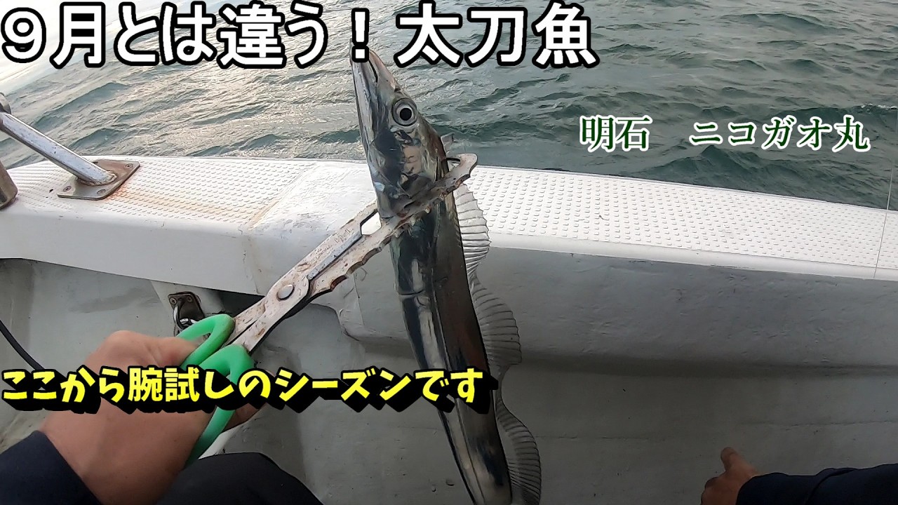 明石のニコガオ丸さんで太刀魚を狙う