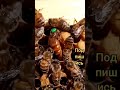 пчеломатка бакфаст #shorts