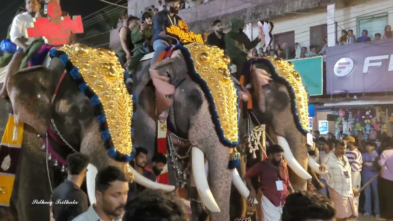 തൃത്താല നേർച്ച ഘോഷയാത്ര #Trithala nercha 2024  #Trithala national fest 2024