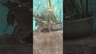 Cute Kittens 🐈, 10 #kitten #animals #shorts #shortsfeed #viral