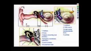 Hearing Loss- Evlauation & Treatment 6/17/15 screenshot 5