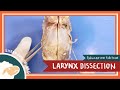 Anatomy of the Larynx Quiz