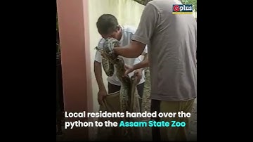 Huge python recovered in Guwahati