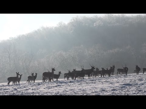 M5 TV – Téli tájak, karácsonyi versek – 2023/51. adás – 2023.12.24.