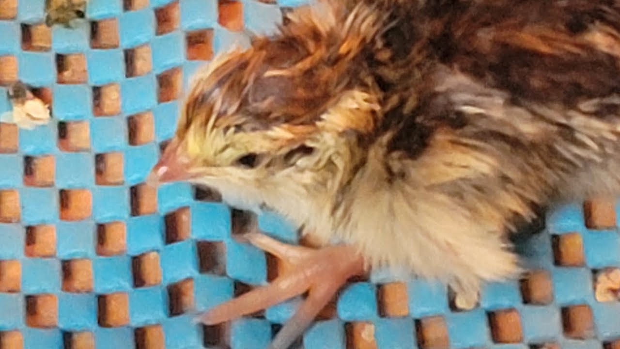 Selling Jumbo Quail Babies in the Winter How to transport week old