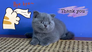 Isn’t this kitten lovely | Last bonding by Raven’s Cattery 241 views 4 months ago 2 minutes, 4 seconds