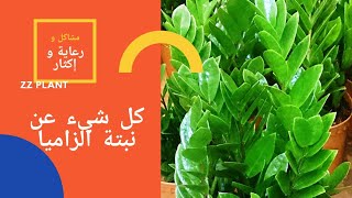 أسهل نبتة في العالم، كل ما تحتاج معرفته عن  نبتة الزاميا Zz Plant