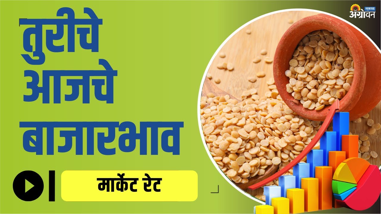 जाणून घ्या Tur Bazar Bhav Today Tur Market Rate Today ॲग्रोवन YouTube