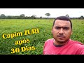 Capim Zuri após 30 dias do Plantio!