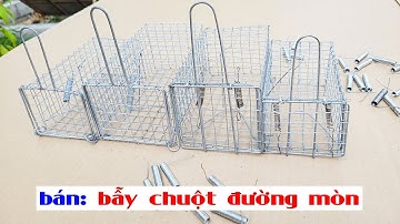 Bán bẫy chuột đường mòn không mồi giao hàng toàn quốc