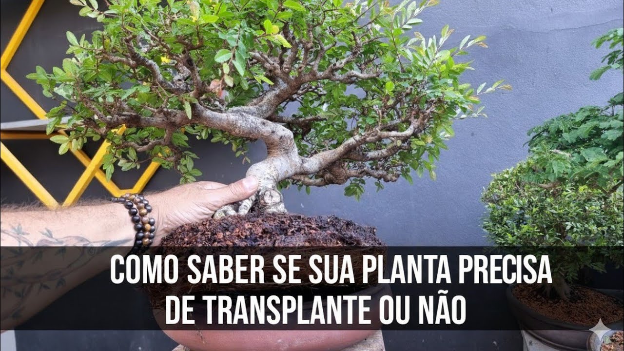 “Sinais Claros de Que o Bonsai Precisa de Transplante”