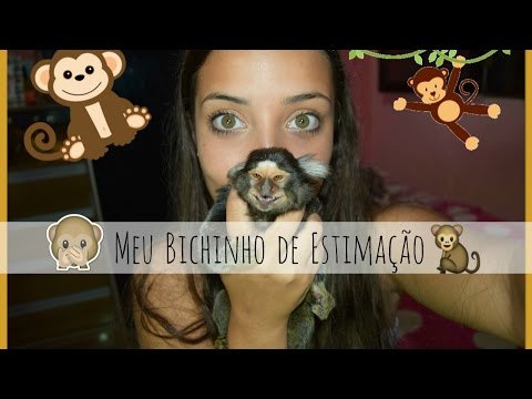 Vídeo: Você pode ter um mico-leão-dourado como animal de estimação?