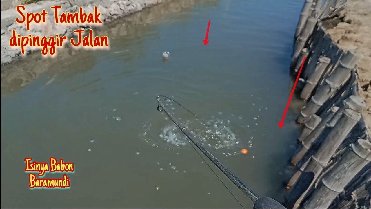 Ternyata Babon Baramundinya Ada di Spot Pinggir Jalan Ini