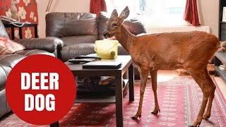 A Deer That Thinks It's A Dog