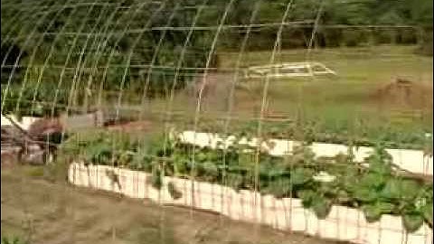 DIY Cucumber Trellis Updated in 2022